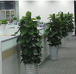 四川办公室绿植租赁，你需要考虑哪些方面